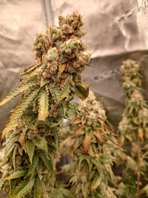 Blueberry Muffin. Week 24