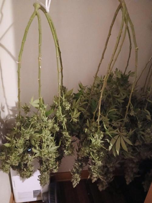 Blueberry Muffin (Humboldt Seeds). Week 25