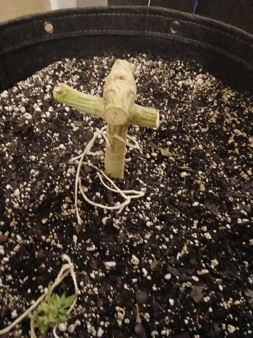 Blueberry Muffin (Humboldt Seeds). Week 25