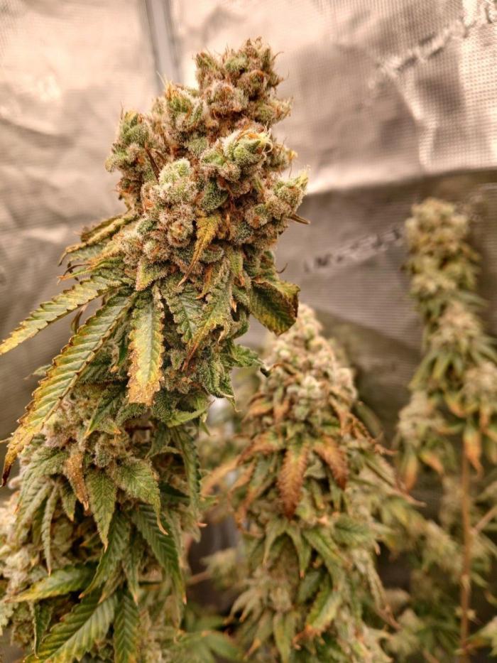 Blueberry Muffin (Humboldt Seeds). Week 24