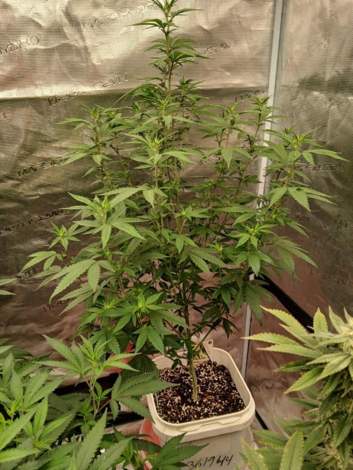 GMO Cookies (Zamnesia seeds). Week 25
