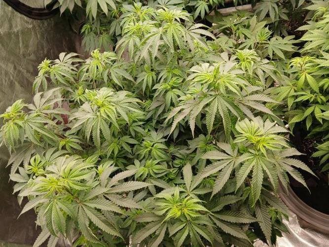 Blueberry Muffin (Humboldt Seeds). Week 16