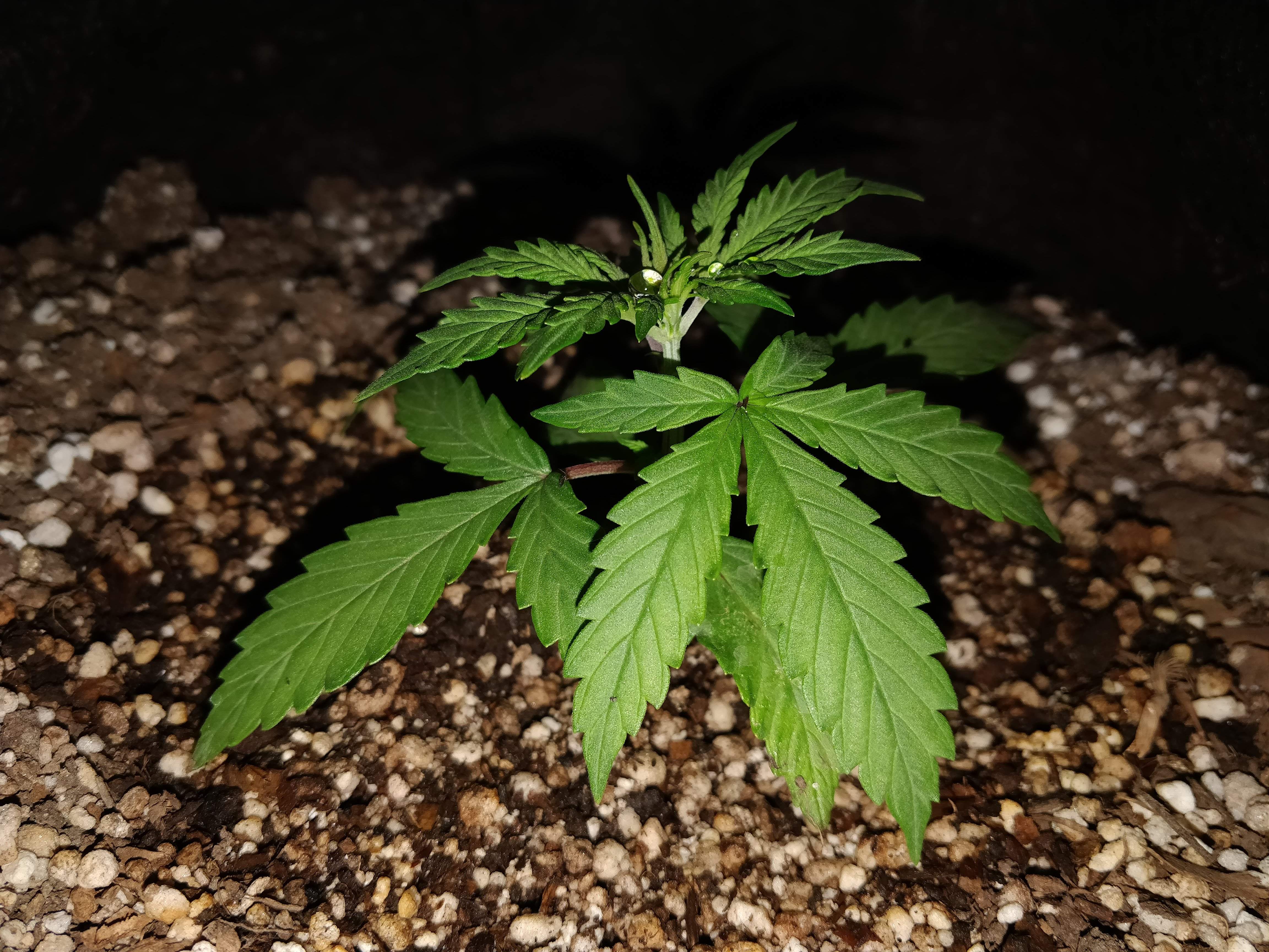 Fast Buds Girl Scout Cookies Auto 2 grow diary (journal) week4 by