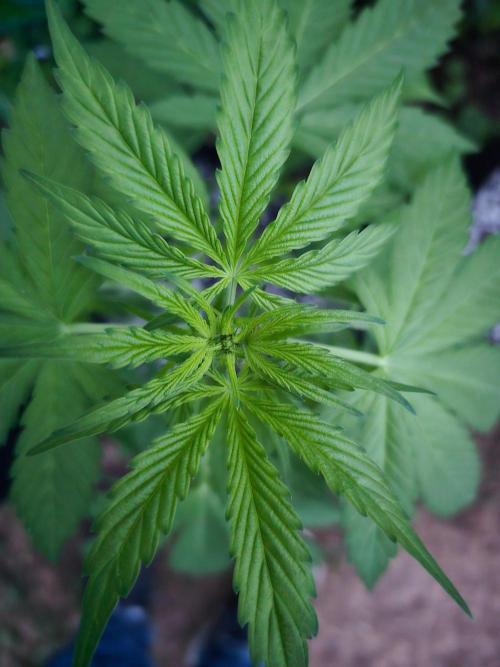 Banana Daddy Auto. Week 9