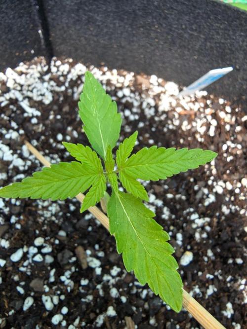 Banana Daddy Auto. Week 9