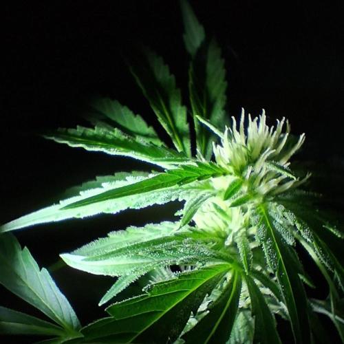Banana Daddy Auto. Week 9