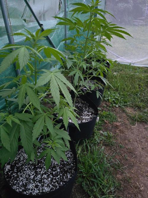 Banana Daddy Auto. Week 9