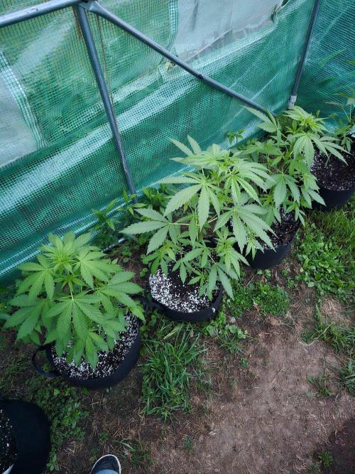 Banana Daddy Auto. Week 9