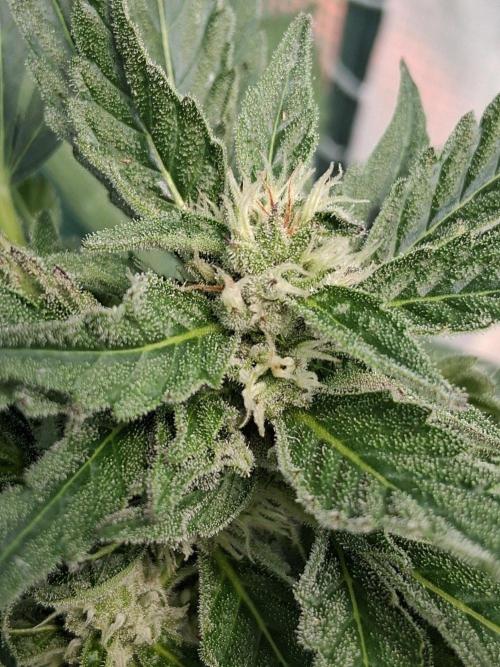 Banana Daddy Auto. Week 9