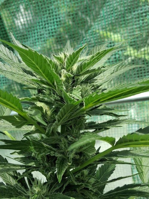 Banana Daddy Auto. Week 9