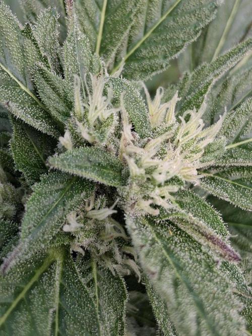 Banana Daddy Auto. Week 9