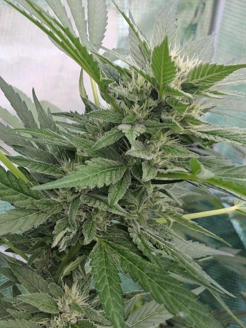 Banana Daddy Auto. Week 9