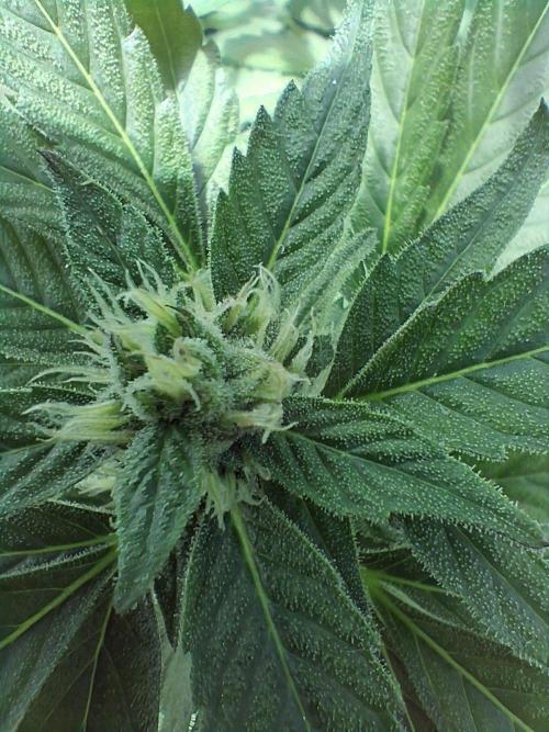 Banana Daddy Auto. Week 9