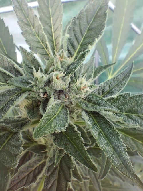Banana Daddy Auto. Week 9