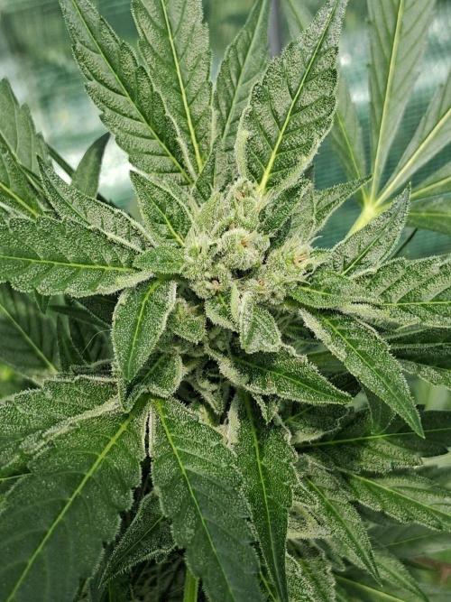 Banana Daddy Auto. Week 9
