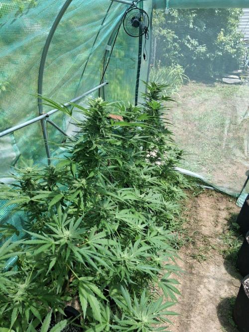 Banana Daddy Auto. Week 9