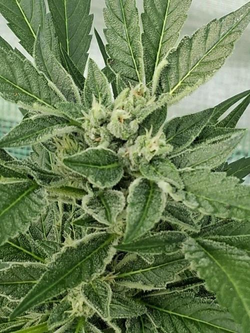 Banana Daddy Auto. Week 9