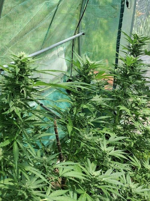 Banana Daddy Auto. Week 9