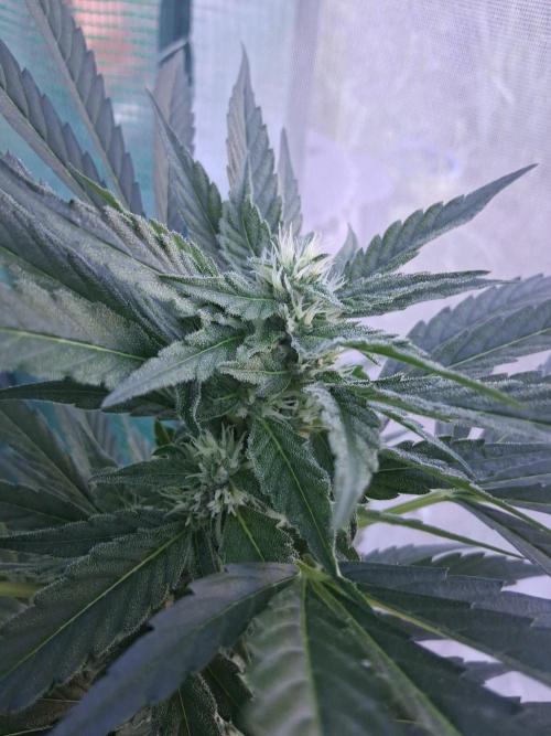 Banana Daddy Auto. Week 9