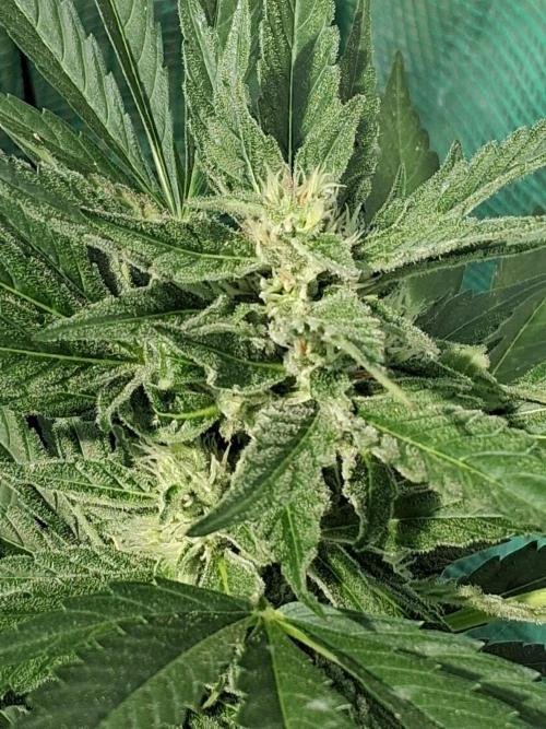 Banana Daddy Auto. Week 9
