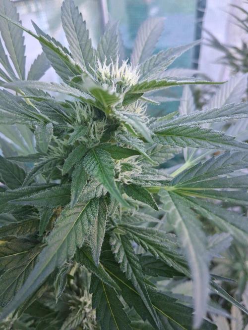 Banana Daddy Auto. Week 9