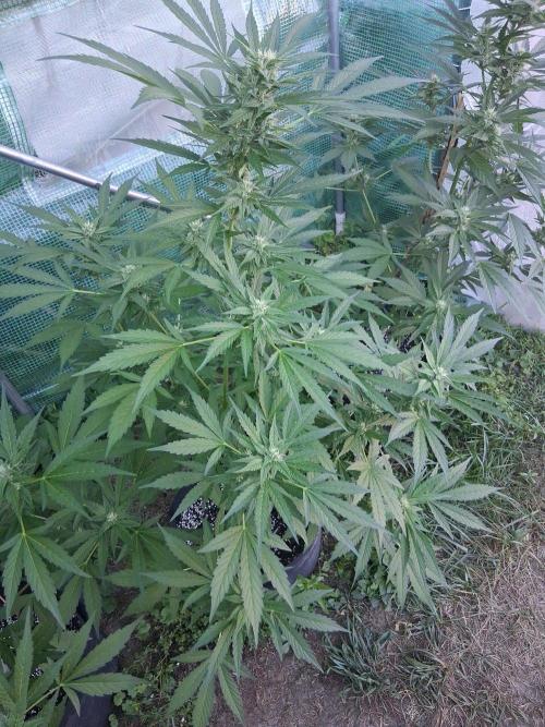 Banana Daddy Auto. Week 9