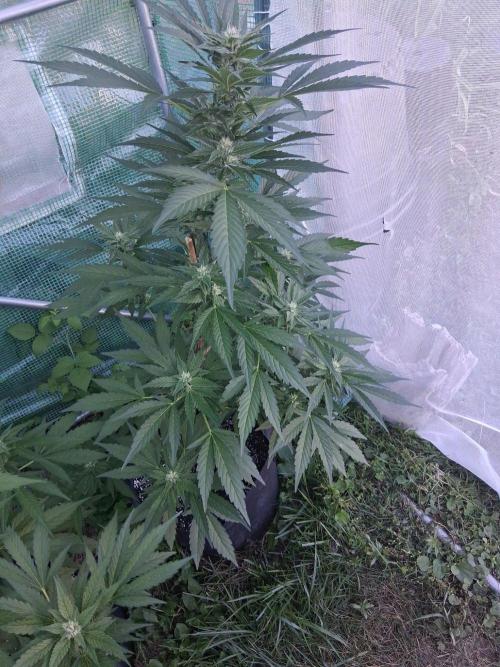 Banana Daddy Auto. Week 9