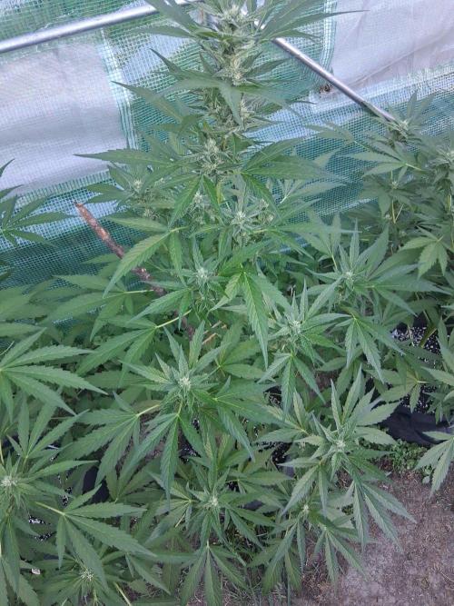 Banana Daddy Auto. Week 9