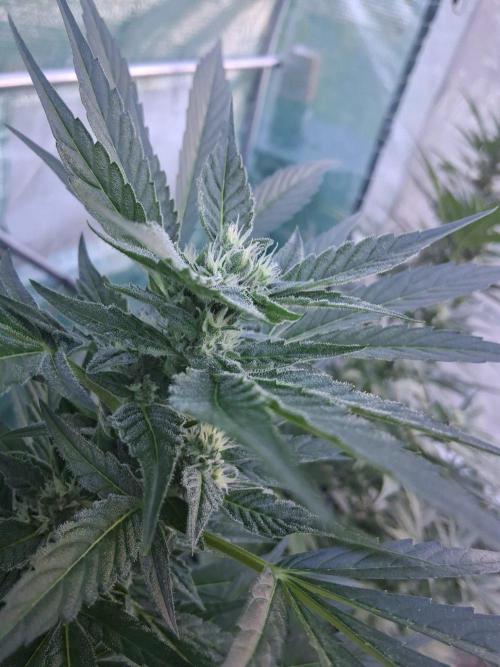 Banana Daddy Auto. Week 9