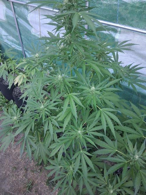 Banana Daddy Auto. Week 9