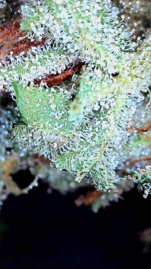 Banana Daddy Auto. Week 9