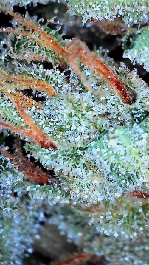 Banana Daddy Auto. Week 9