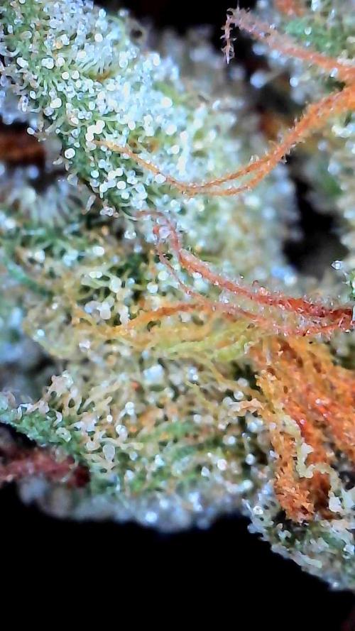 Banana Daddy Auto. Week 9
