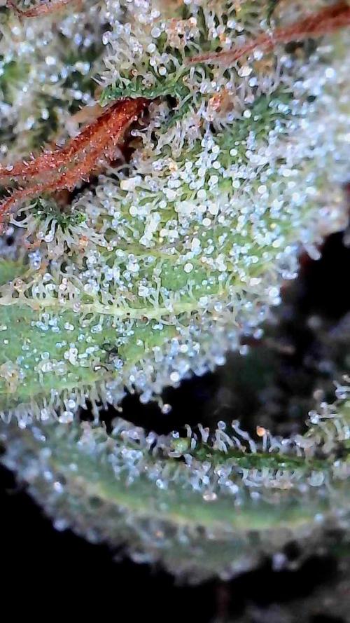 Banana Daddy Auto. Week 9