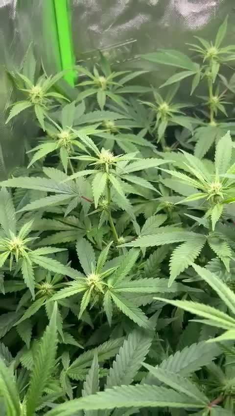 Maui Wowie