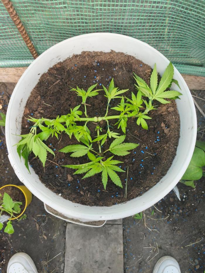 Chobotnačka. Week 4
