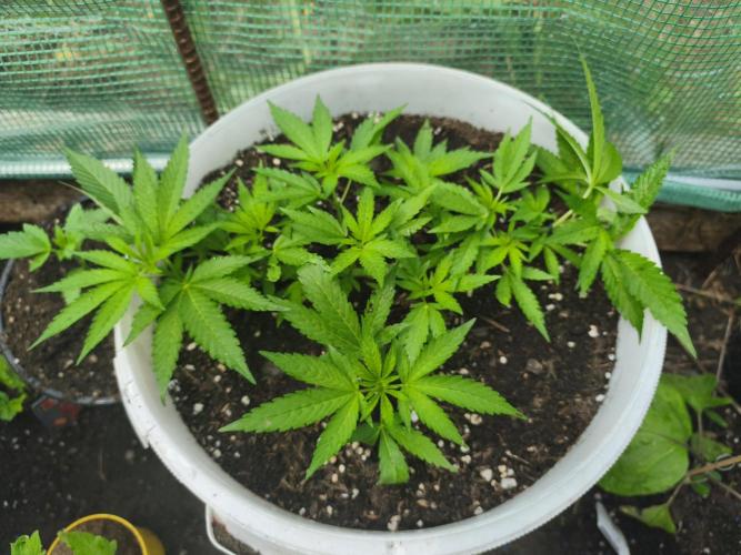 Do-Si-Dos. Week 5