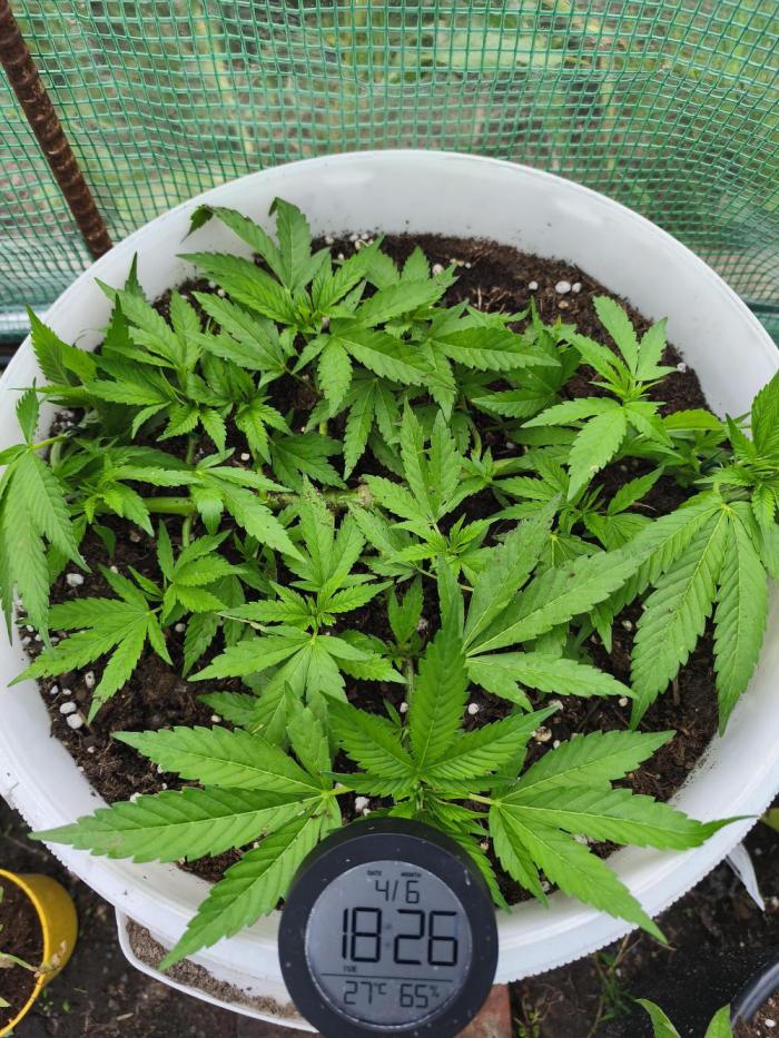Chobotnačka. Week 7