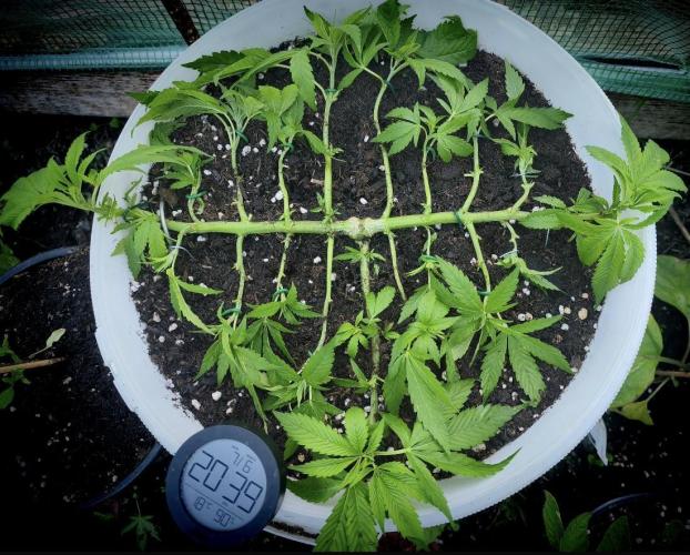 Do-Si-Dos. Week 8