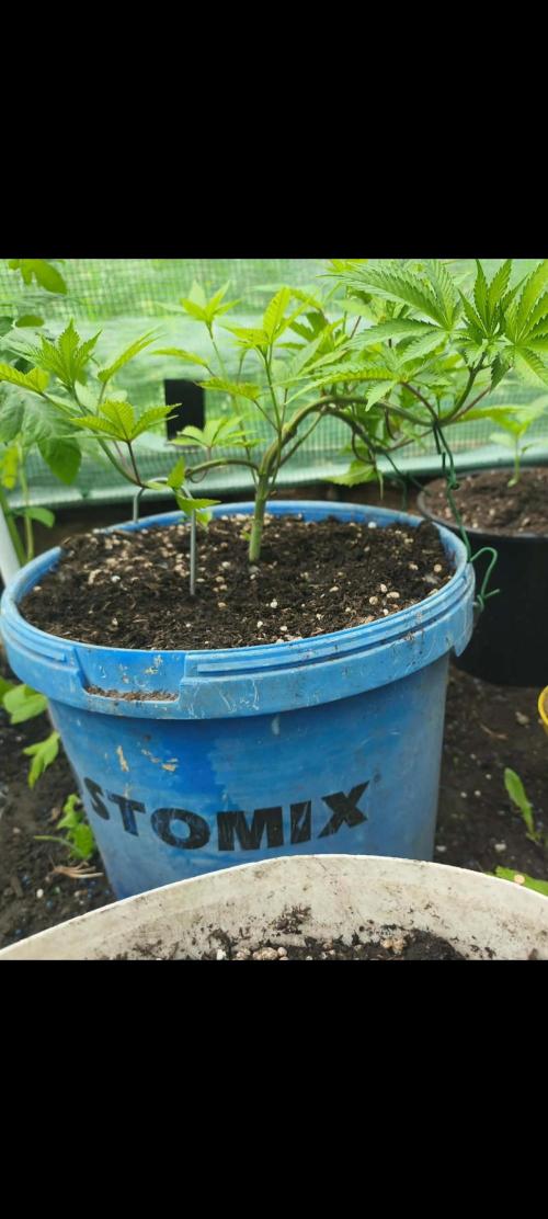 Strawberry Chessecake. Week 5
