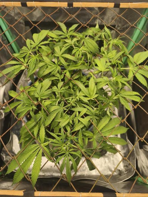 Strawberry Chessecake. Week 8