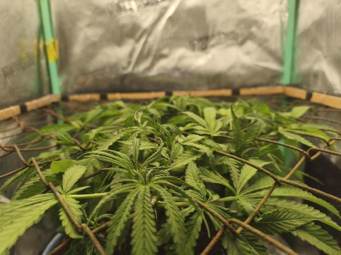 Strawberry Chessecake. Week 8