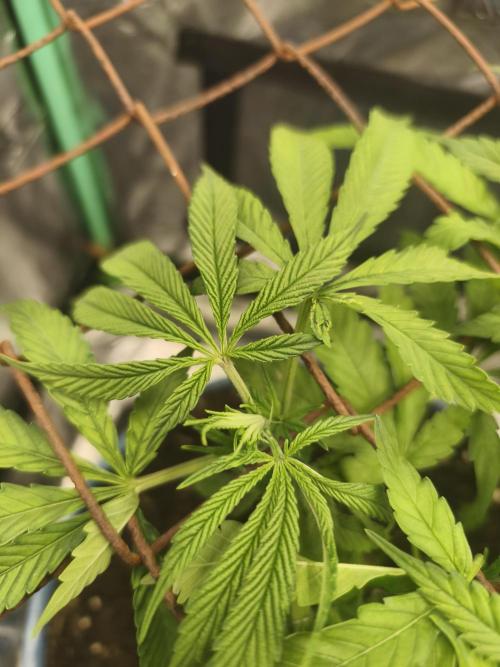 Strawberry Chessecake. Week 8