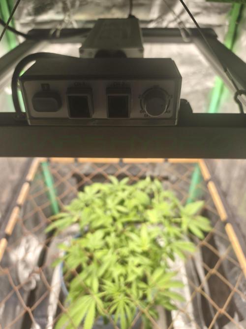 Strawberry Chessecake. Week 8