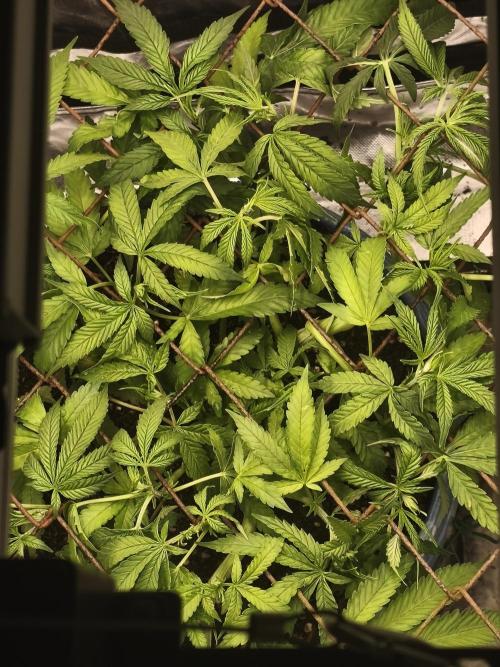 Strawberry Chessecake. Week 8
