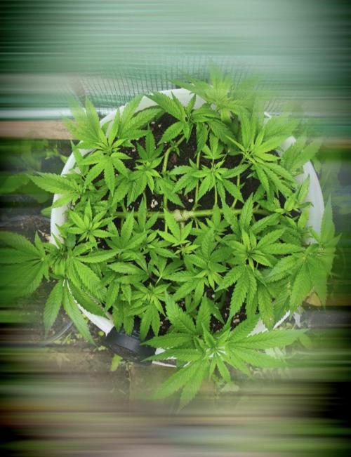 Do-Si-Dos. Week 8