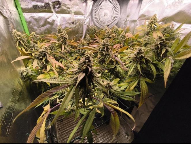 Maui Wowie. Week 17