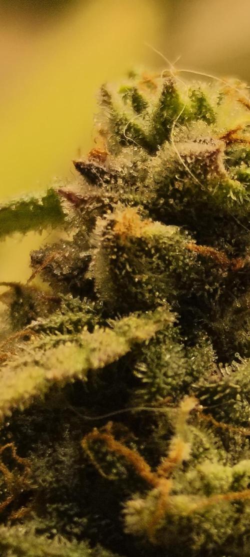 Maui Wowie. Week 17
