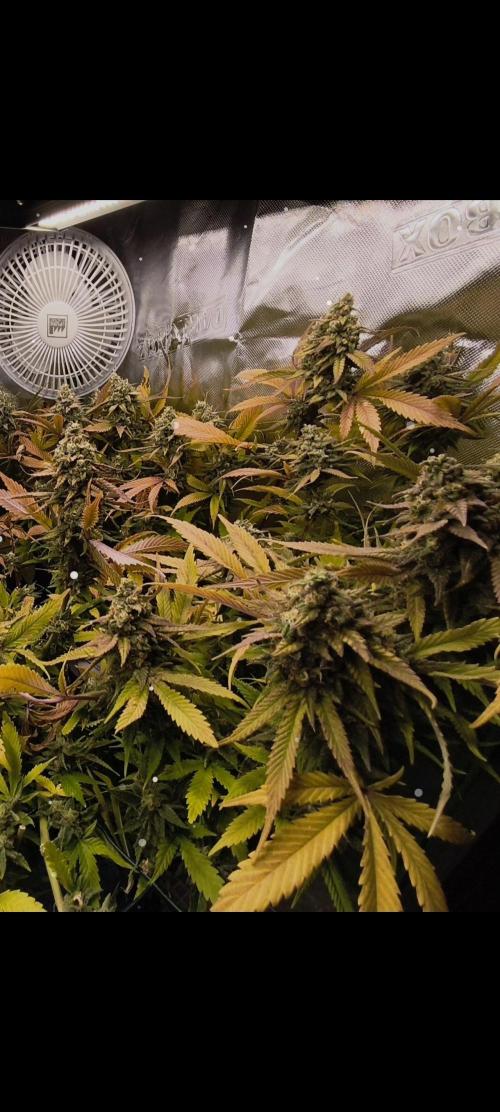 Maui Wowie. Week 17