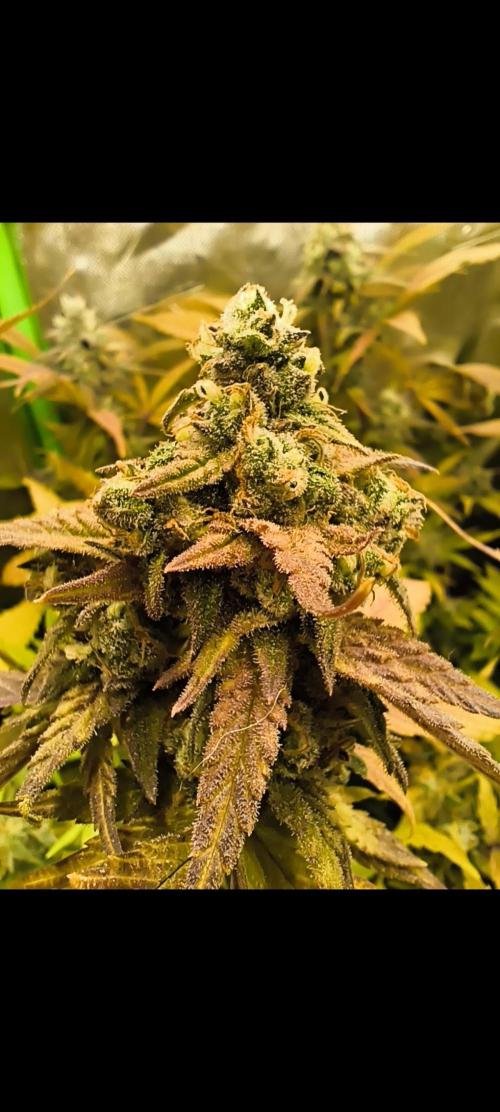 Maui Wowie. Week 17